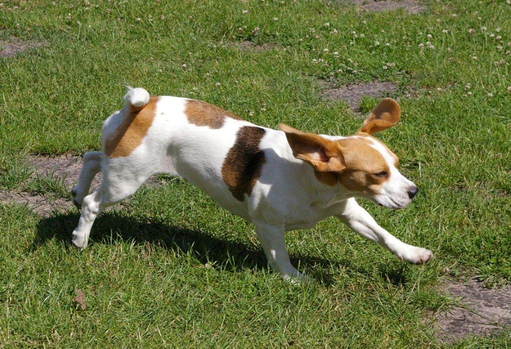 Beagle Olga rennt